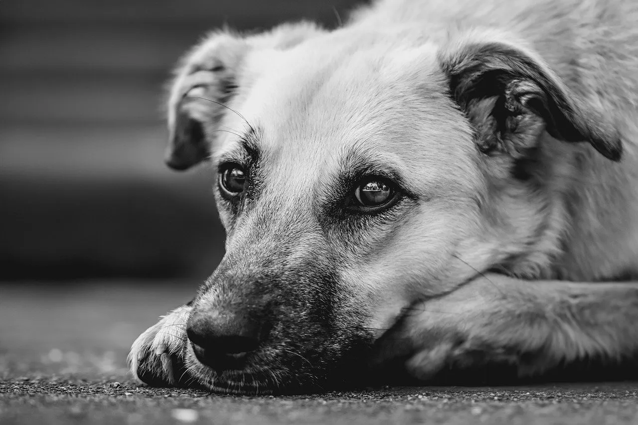 Az akita kutya: hűséges társ és védelmező a családban
